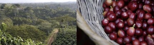 メキシコ　海の味のする珈琲　ベラクルス　ルビー〜2021年9月限定コーヒー